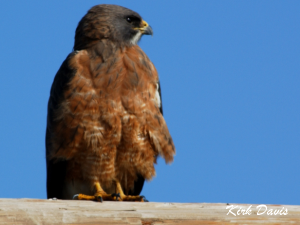 Photo (10): Swainson's Hawk