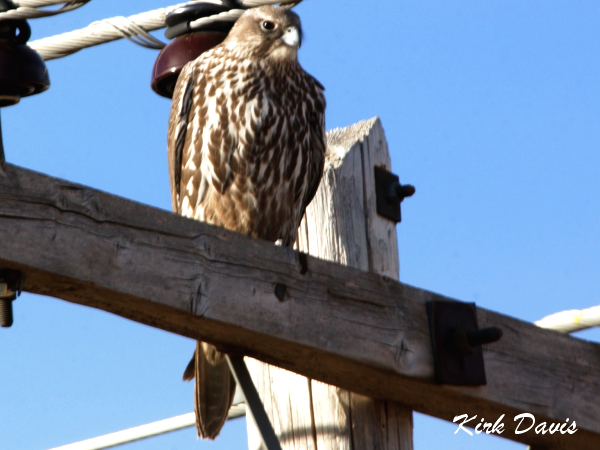 Photo (8): Gyrfalcon