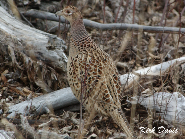 Photo (7): Ring-necked Pheasant