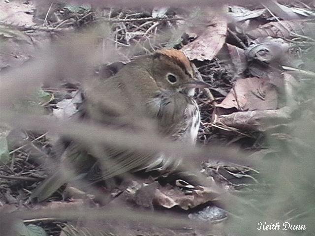 Photo (21): Ovenbird
