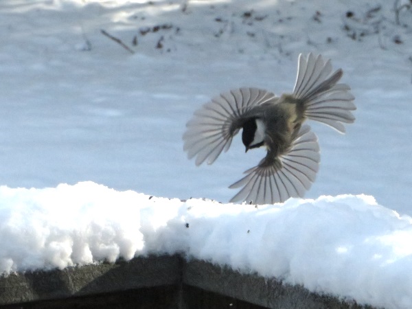 Photo (14): Black-capped Chickadee