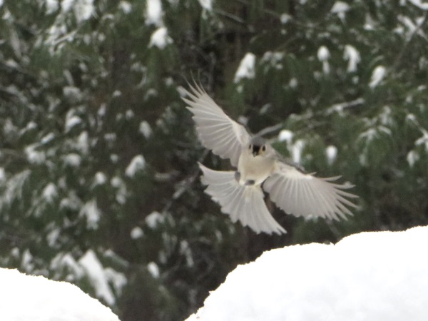 Photo (8): Tufted Titmouse
