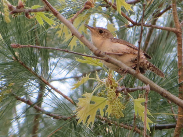 Photo (32): House Wren