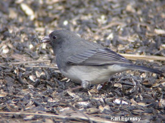 Photo (7): Dark-eyed Junco