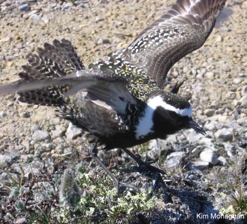 Photo (5): American Golden-Plover