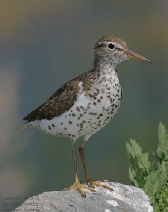 Photo (2): Spotted Sandpiper
