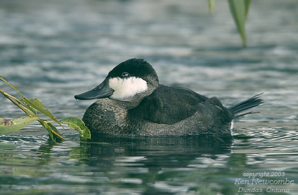 Photo (3): Ruddy Duck