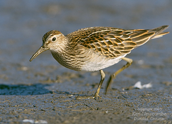Photo (1): Pectoral Sandpiper