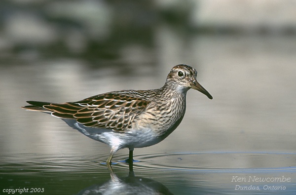 Photo (3): Pectoral Sandpiper