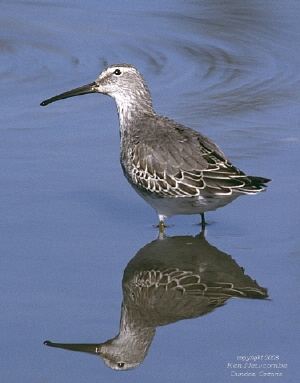 Photo (13): Stilt Sandpiper