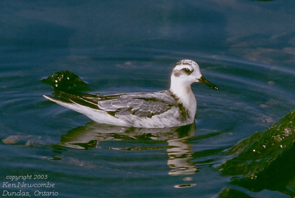 Photo (14): Red-necked Phalarope