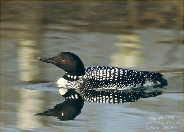 Photo (4): Common Loon