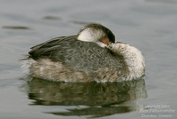 Photo (9): Horned Grebe