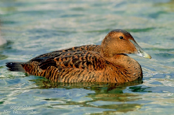 Photo (2): Common Eider