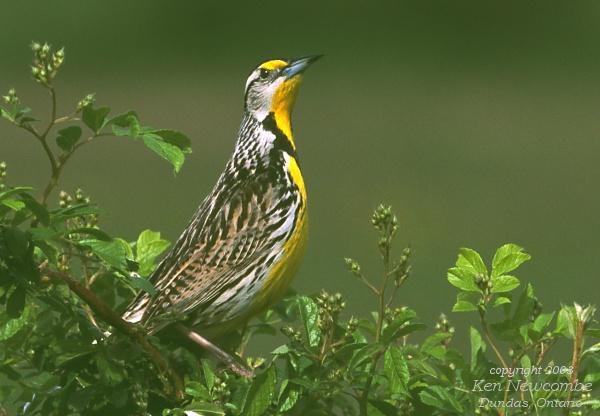 Photo (9): Eastern Meadowlark