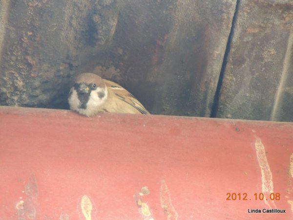 Photo (5): Eurasian Tree Sparrow