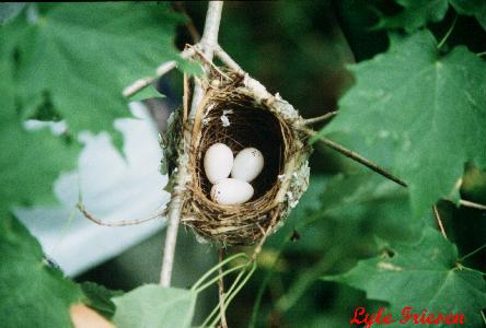 Photo (25): Red-eyed Vireo