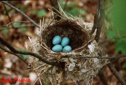 Photo (23): Wood Thrush