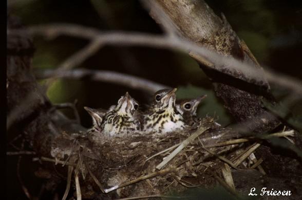 Photo (22): Wood Thrush