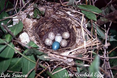 Photo (24): Gray Catbird