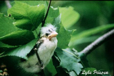 Photo (23): Rose-breasted Grosbeak