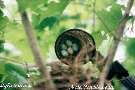 Photo (25): Rose-breasted Grosbeak