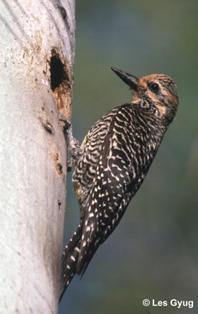 Photo (7): Williamson's Sapsucker