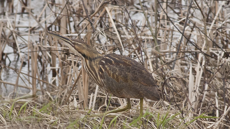 Photo (10): American Bittern