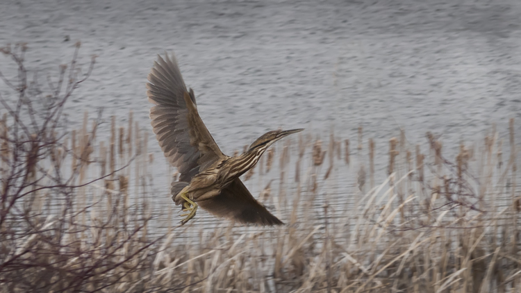 Photo (21): American Bittern