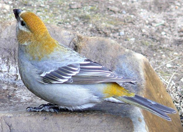 Photo (2): Pine Grosbeak
