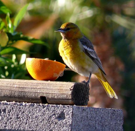Photo (2): Bullock's Oriole