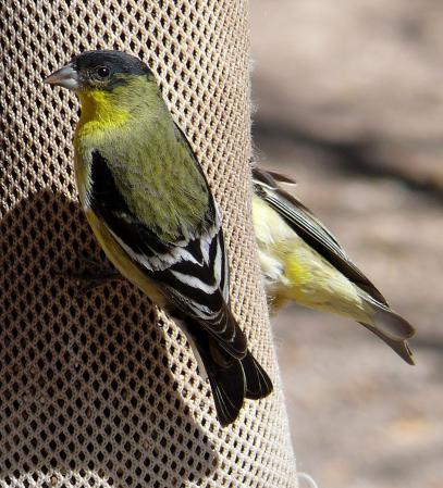 Photo (6): Lesser Goldfinch