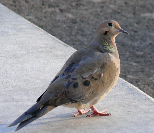 Photo (2): Mourning Dove