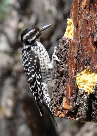 Photo (2): Ladder-backed Woodpecker