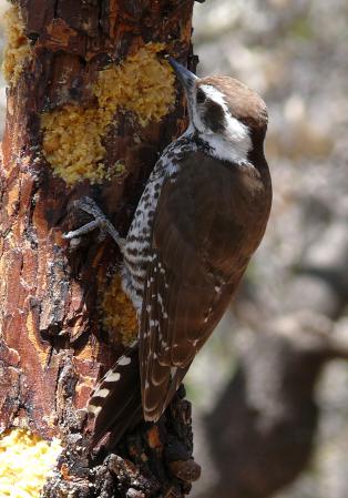 Photo (7): Arizona Woodpecker
