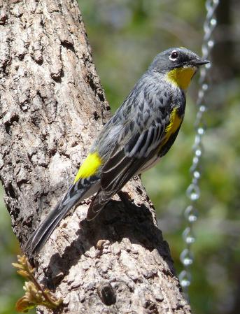 Photo (16): Yellow-rumped Warbler