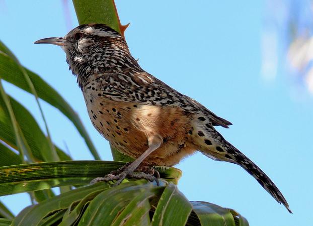 Photo (7): Cactus Wren