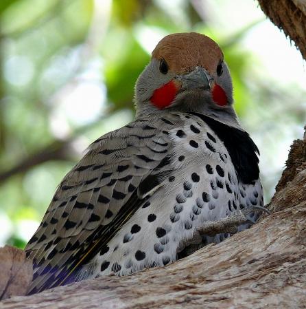 Photo (1): Gilded Flicker