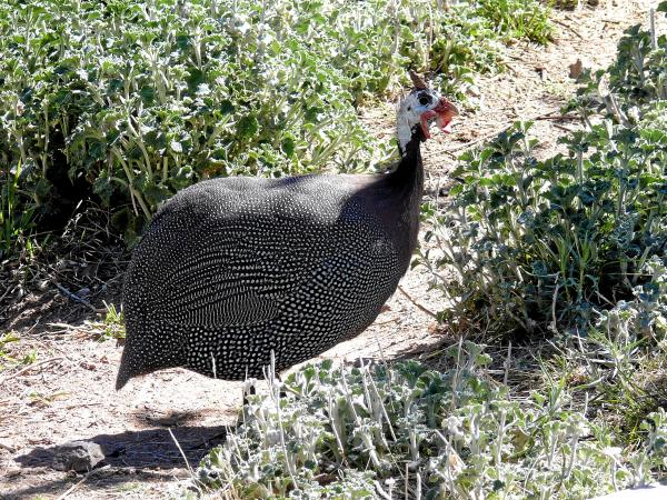 Photo (14): Helmeted Guineafowl