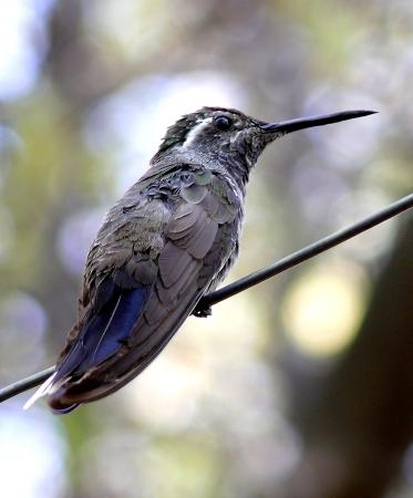 Photo (5): Blue-throated Hummingbird