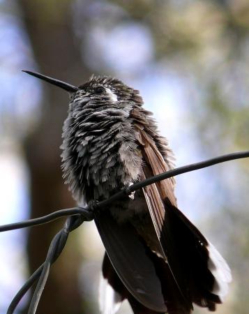 Photo (4): Blue-throated Hummingbird