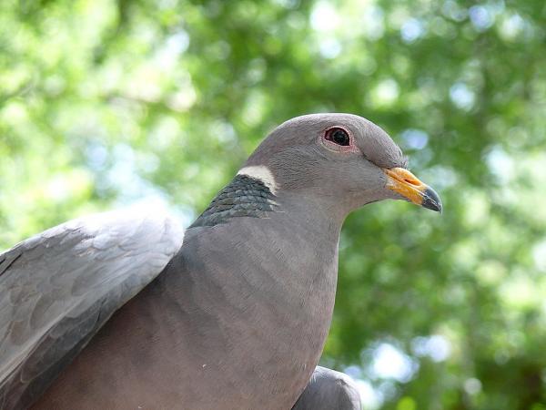 Photo (10): Band-tailed Pigeon