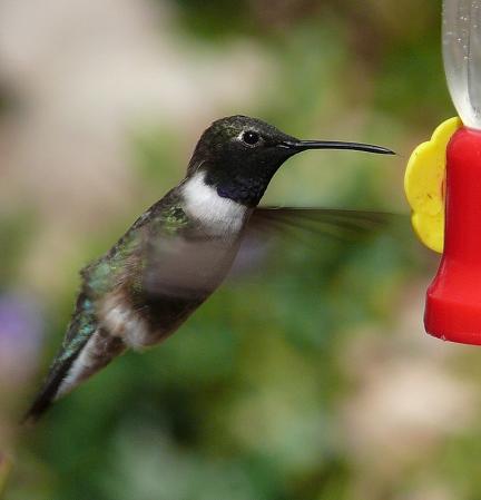 Photo (10): Black-chinned Hummingbird