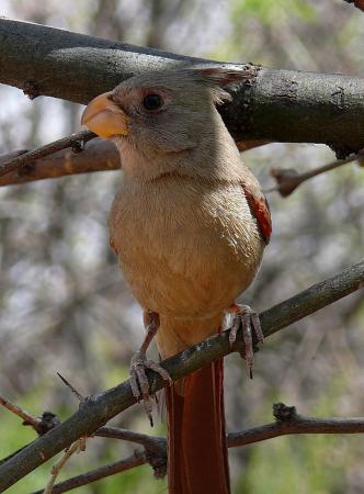 Photo (3): Pyrrhuloxia