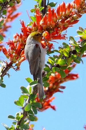 Photo (8): Verdin