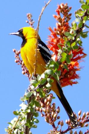 Photo (13): Hooded Oriole