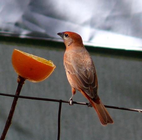Photo (16): Hepatic Tanager