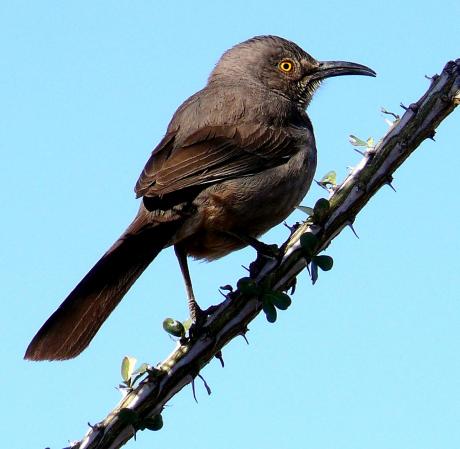 Photo (7): Curve-billed Thrasher