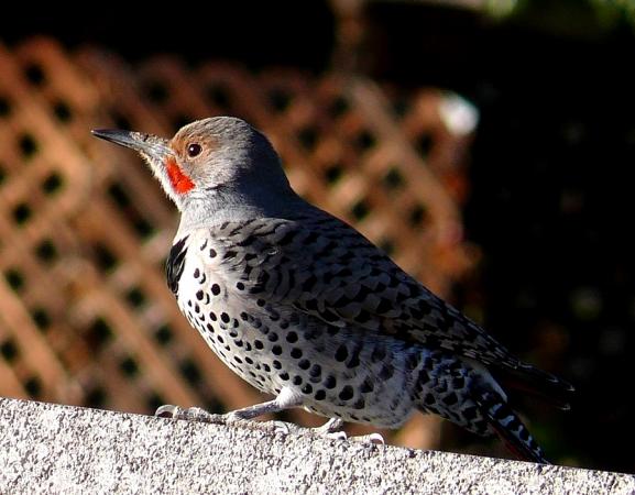 Photo (21): Northern Flicker