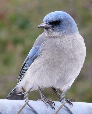 Photo (2): Mexican Jay